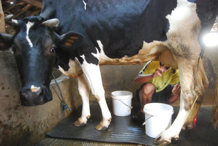 - Dampak konsumsi susu sapi berlebihan