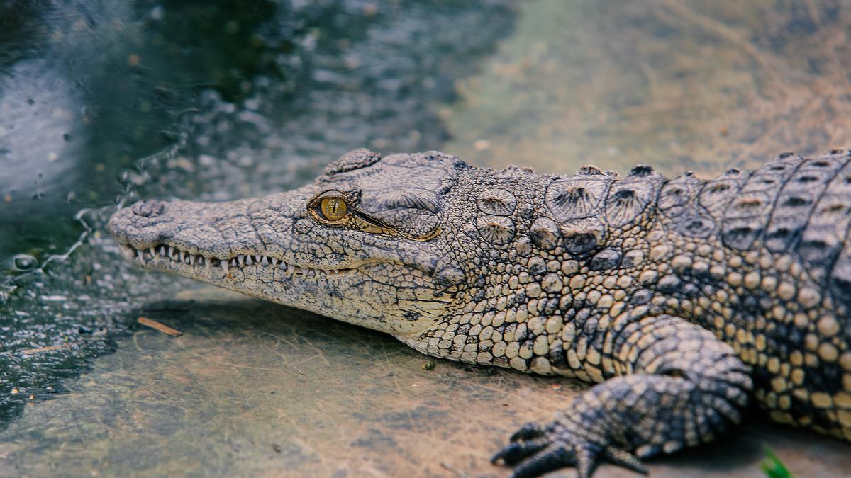 Mimpi melihat buaya