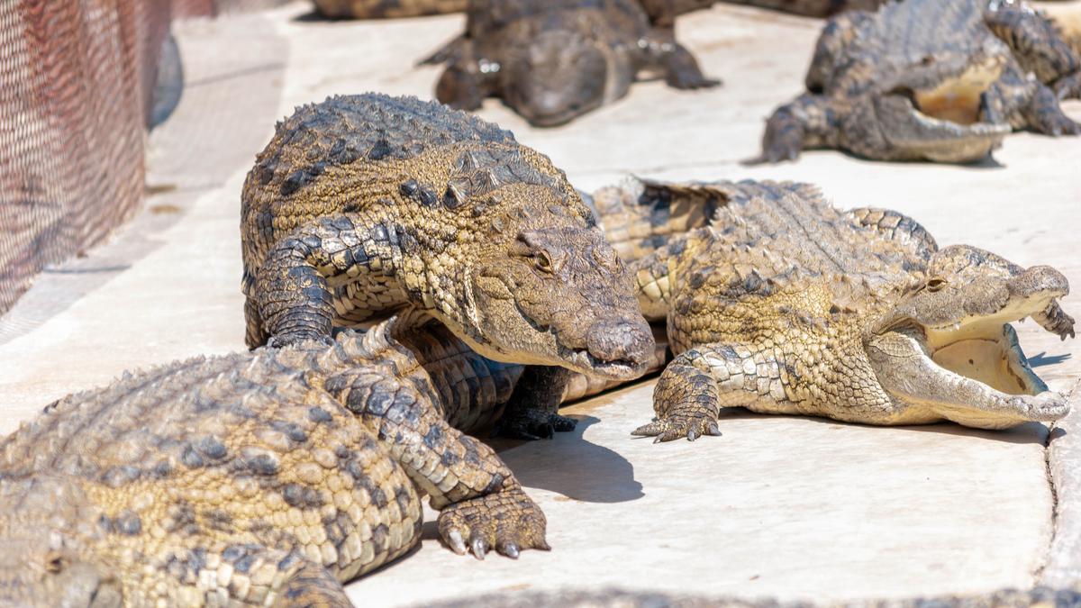 Crocodile ghana cocodrilos afrika crocodiles paga buaya krokodil krokodile afrique pexels katak fauna pertanda mimpi tafsir buruk melihat melulu