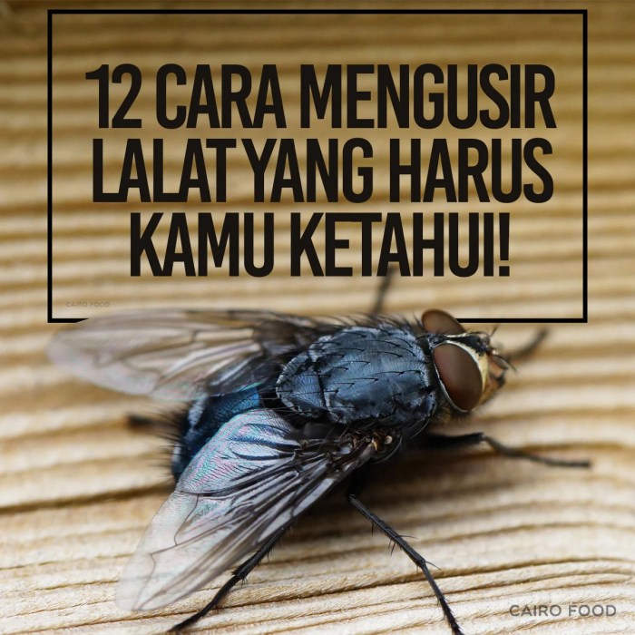 Lalat mengusir kamu harus ketahui