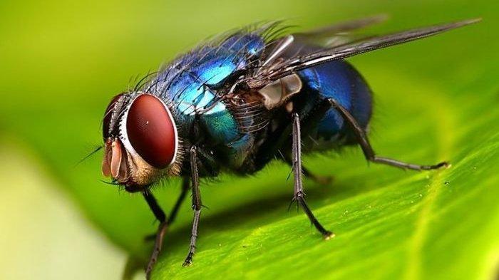 Flies mouches sticky glued flypaper copyspace killing lalat selective mengusir rumah tue bahan alami ampuh astuces naturelles
