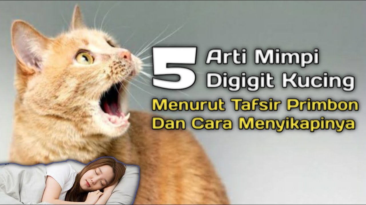 Mimpi digigit kucing